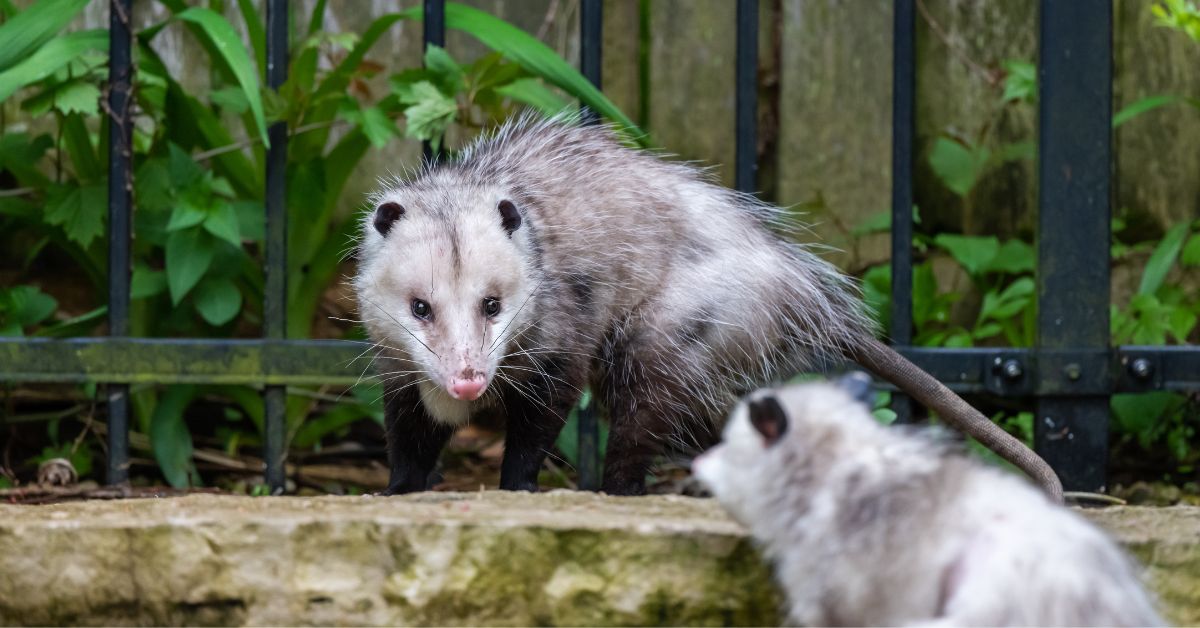 Padmjaa Naidu Himalayan Zoological Park